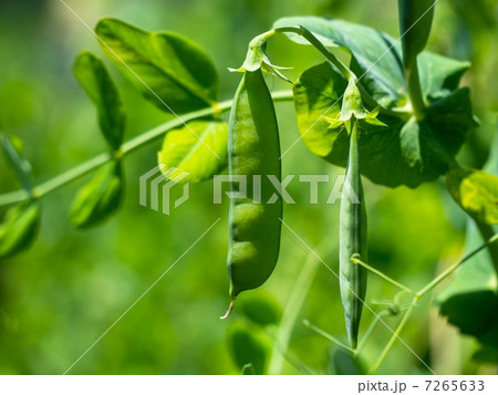 エンドウ豆 7265633