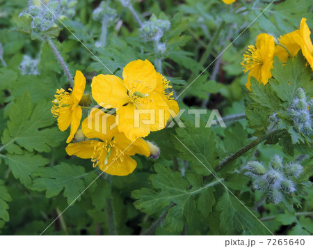 クサノオウ／八王子 7265640