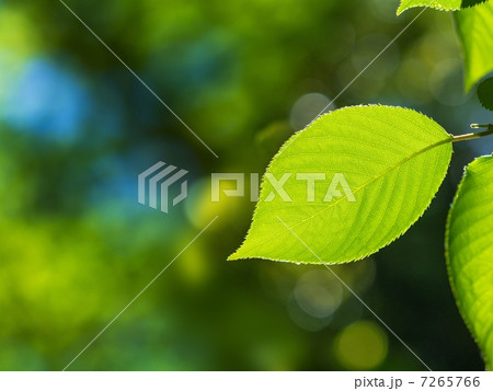 桜の新緑 7265766