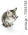子猫 7265785