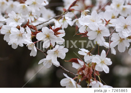 白いサクラ：ヤマザクラ（山桜） 7265865