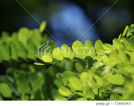 ハリエンジュの新緑 7266043