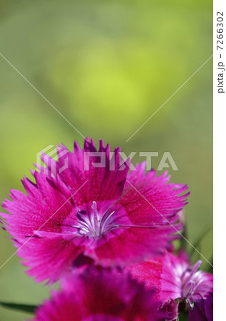 ダイアンサス（ナデシコ）  7266302