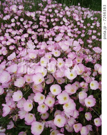 道端に広がるヒルザキツキミソウの花園 7266363