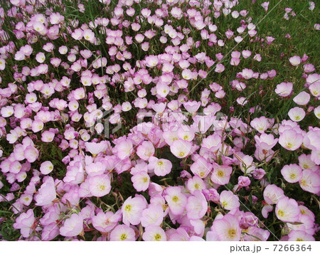 道端に広がるヒルザキツキミソウの花園 道端に広がるヒルザキツキミソウの花園 7266364