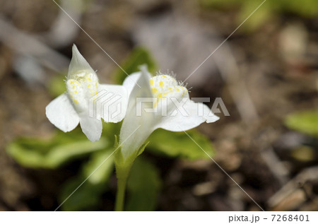 シロバナサギゴケ(白花鷺苔) シロバナサギゴケ(白花鷺苔) 7268401