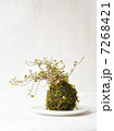 苔玉 7268421