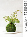 苔玉 7268424