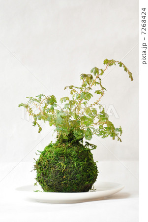 苔玉 7268424