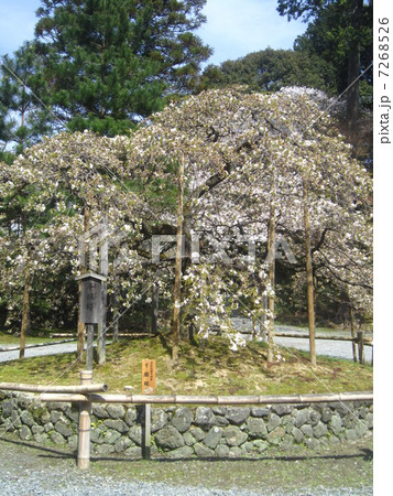 大原野神社 大原野神社 7268526
