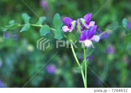 ハマエンドウ 7268632