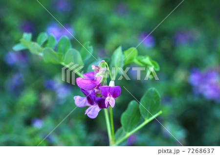 ハマエンドウ 7268637