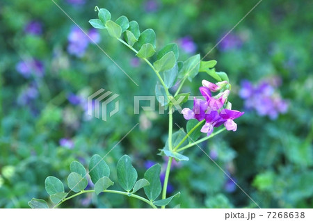 ハマエンドウ 7268638