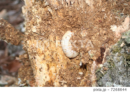 カブトムシの幼虫 カブトムシの幼虫 7268644