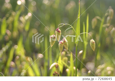 コバンソウ コバンソウ 7268645