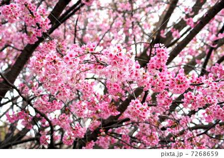 寒緋桜（カンヒザクラ）：緋寒桜 7268659