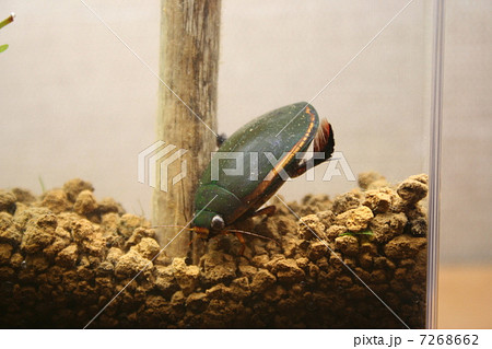 ヒメフチトリゲンゴロウ 7268662