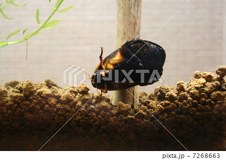 ヒメフチトリゲンゴロウ 7268663