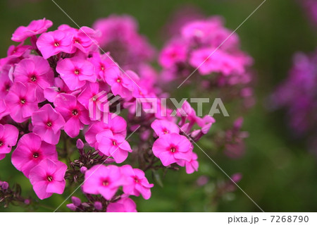 フロックス フロックス 7268790