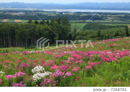 あばしりフロックス公園 あばしりフロックス公園 7268791
