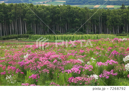 あばしりフロックス公園 あばしりフロックス公園 7268792
