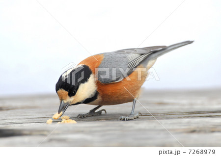 ヤマガラの食事 7268979