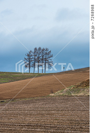 美瑛 嵐の木 美瑛 嵐の木 7268988