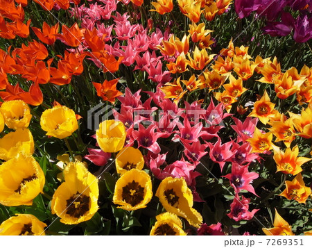 チューリップ・イメージ(2) チューリップ・イメージ(2) 7269351