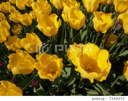 チューリップ・イメージ(3) チューリップ・イメージ(3) 7269352