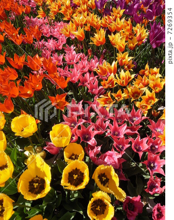 チューリップ・イメージ（５） 7269354