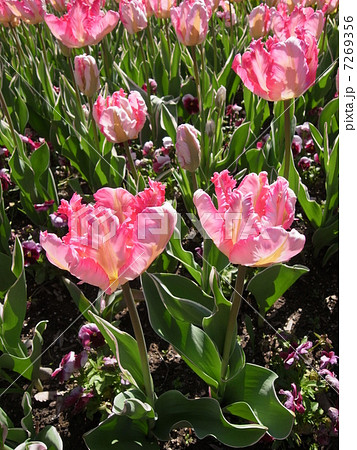 チューリップ・イメージ（７） 7269356
