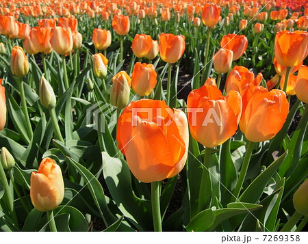 チューリップ・イメージ（９） 7269358