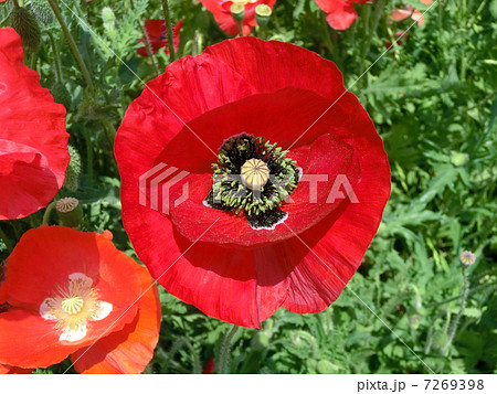 シャーレーポピー シャーレーポピー 7269398