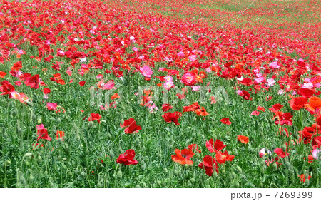シャーレーポピー シャーレーポピー 7269399