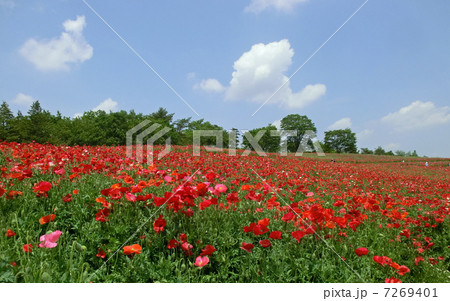 昭和記念公園の花の丘 昭和記念公園の花の丘 7269401