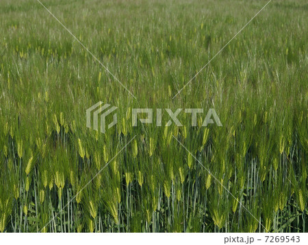 麦畑 7269543
