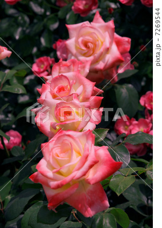 淡い黄色に赤の色のりのバラの花・シュペールバルク 7269544