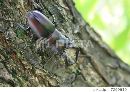 ノコギリクワガタ 7269659