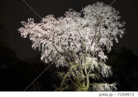 枝垂れ桜 7269672