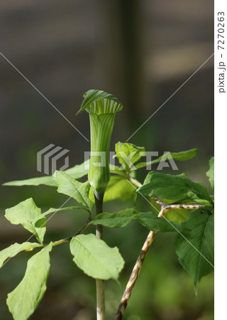 蝮草　マムシグサ　Arisaema serratum 7270263