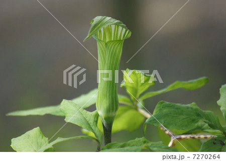 蝮草　マムシグサ　Arisaema serratum 7270264