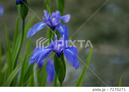 杜若　カキツバタ　Iris laevigata　rabbit ear iris 7270271