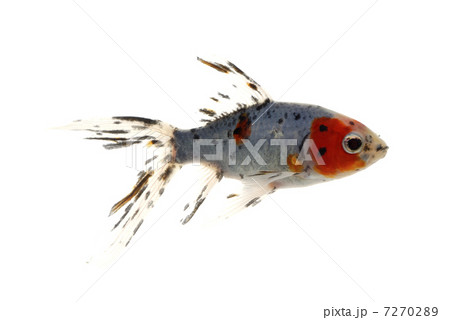 シュブンキン シュブンキン 7270289