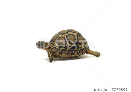 ヒョウモンガメ 7270301