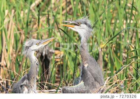アオサギの子育て 7270326