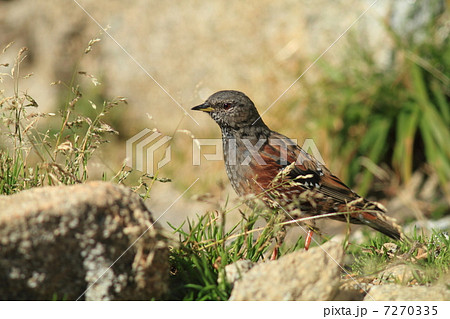 イワヒバリ 7270335