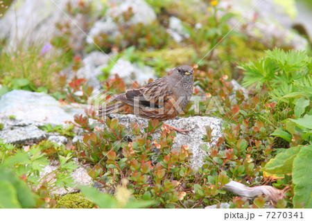 イワヒバリ 7270341