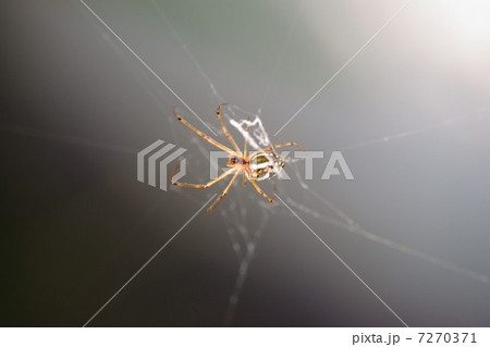 コガタコガネウグモ 7270371