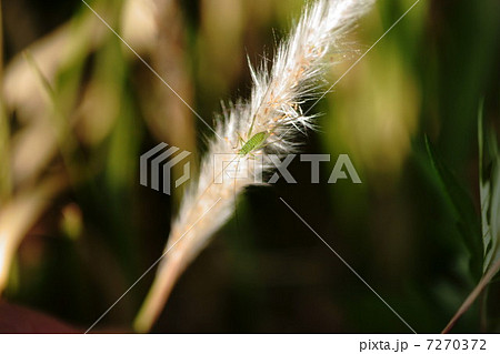 ツユムシ 7270372