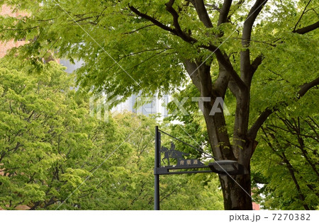 仙台市青葉通りのケヤキの新緑 7270382